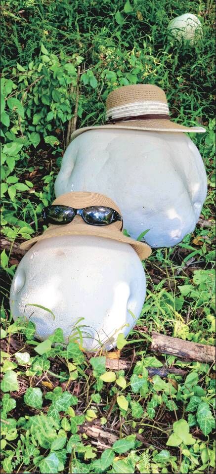 Giant puffball mushrooms